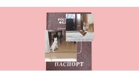 Потерял паспорт в 2024 году: что делать в Пальметта